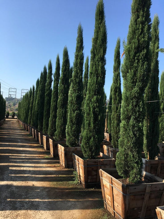 Italian Cypress