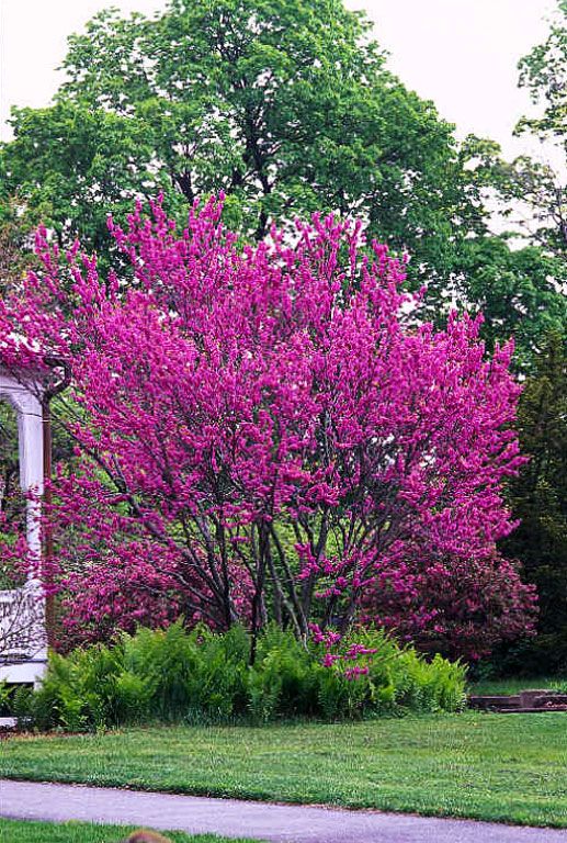 Eastern Redbud Akplants