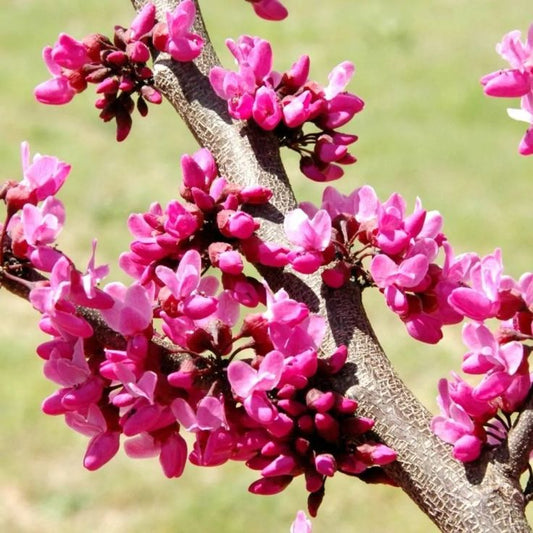 Eastern Redbud