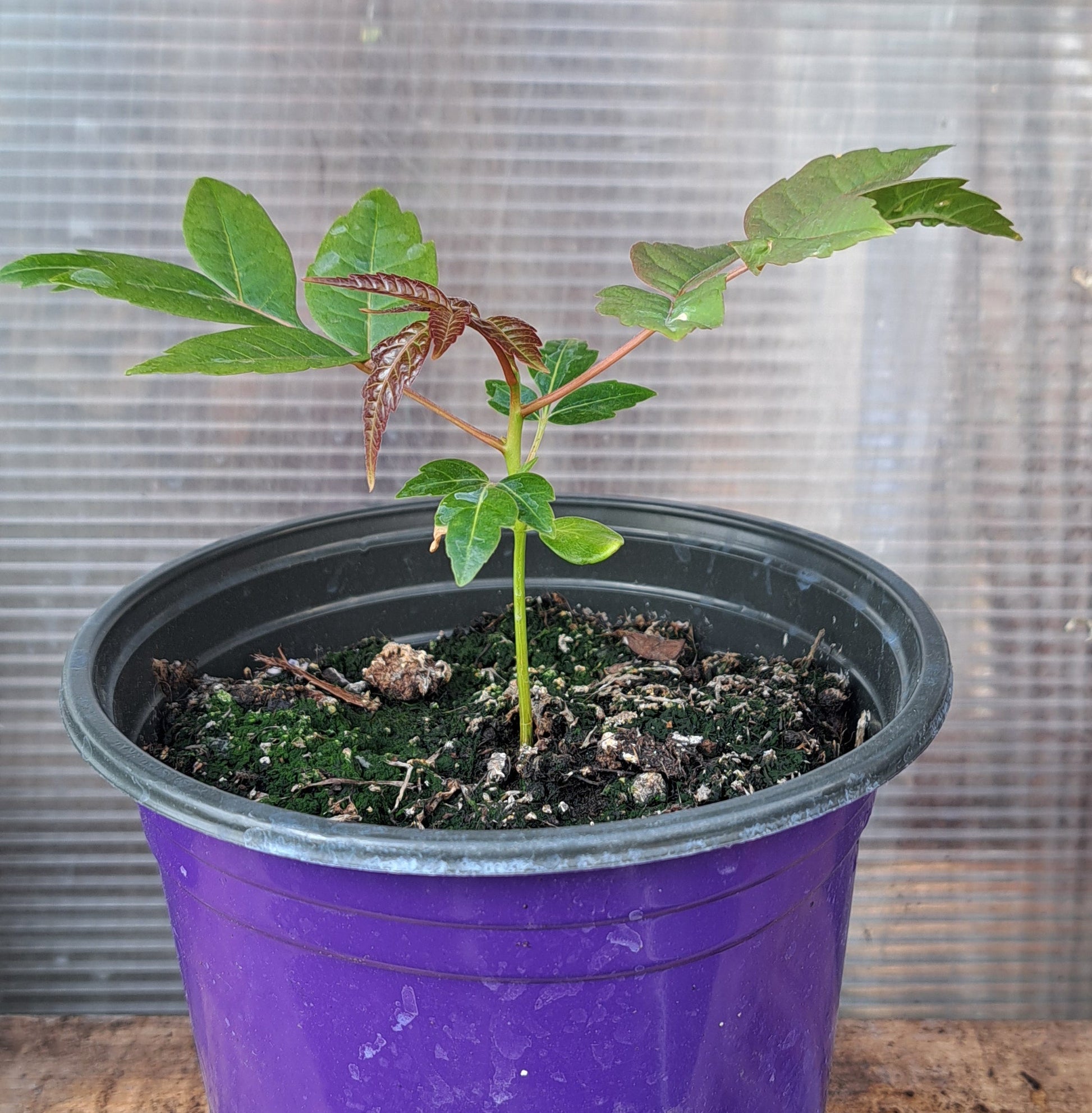 Chinese Mahogany sapling