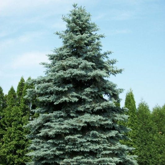 Colorado Blue Spruce