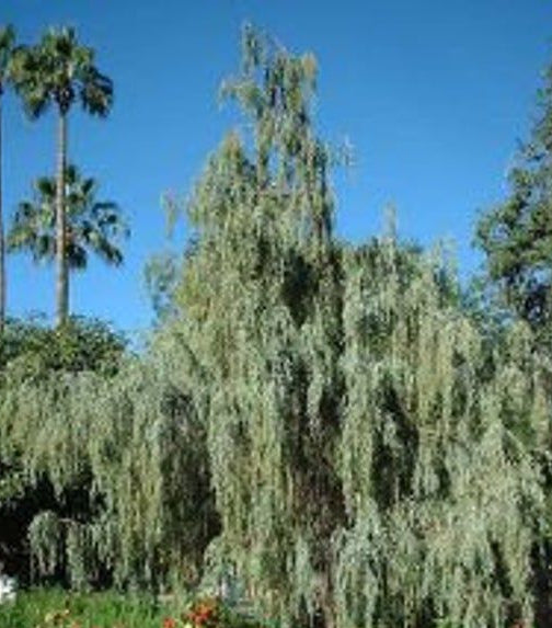 A mature Himalayan Cypress tree