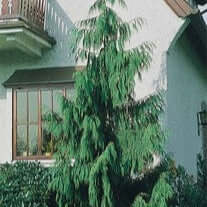 A mature Darjeeling Weeping Cypress