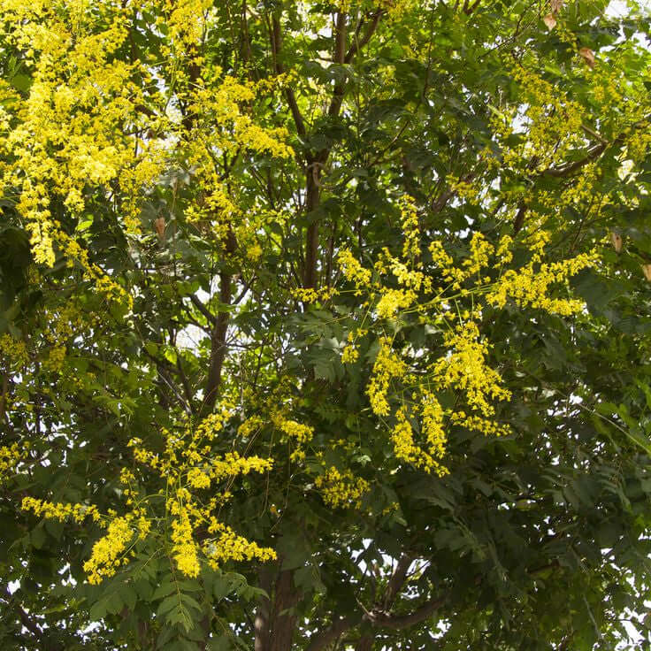 Goldfen Rain Tree with yellow flowers and green leaves