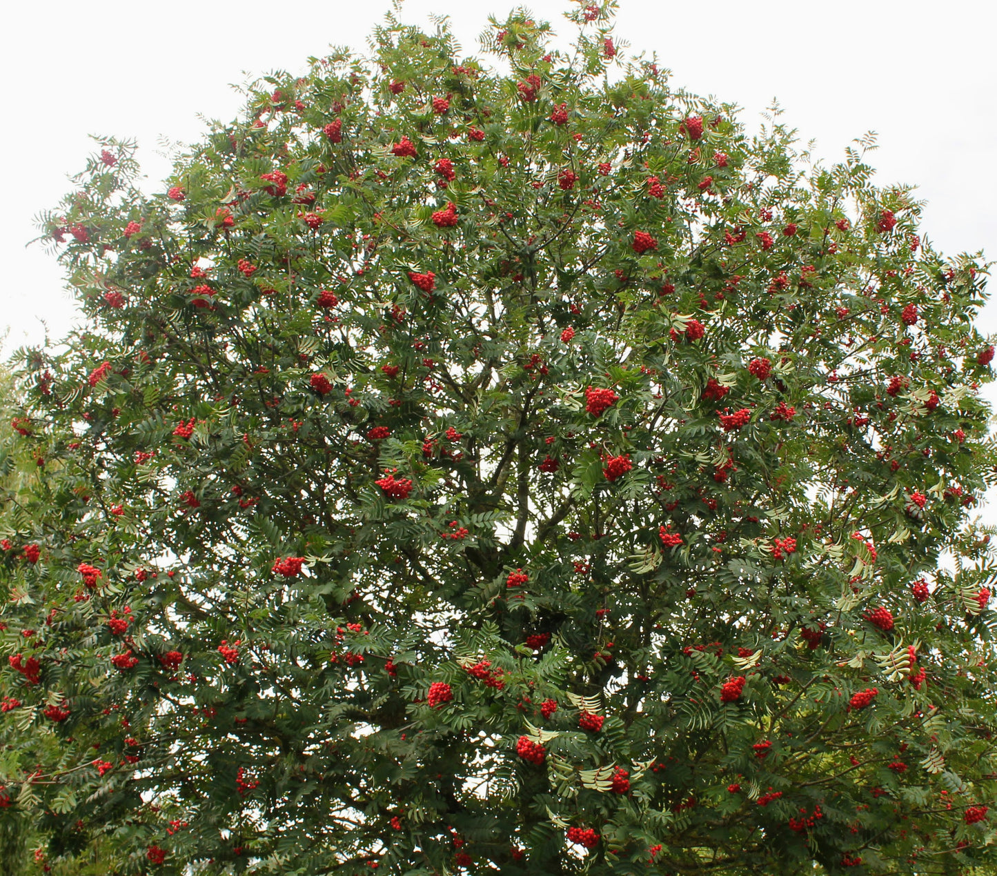 Mountain Ash (Rowan) - Sorbus Aucuparia with Stunning Autumn Colour