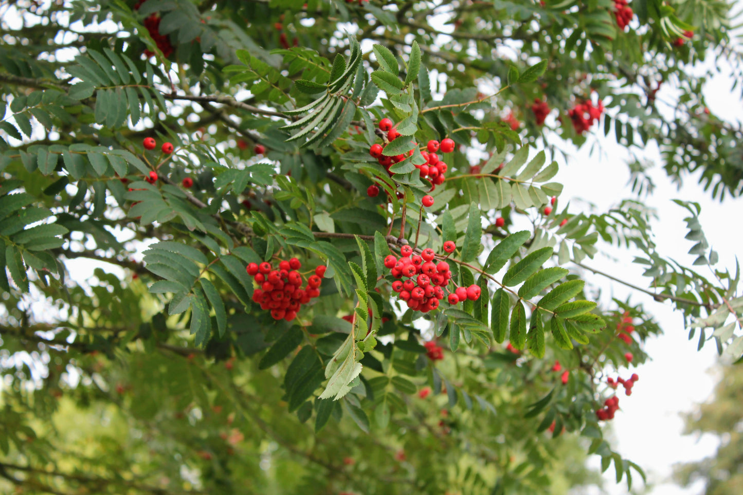 Mountain Ash (Rowan) - Sorbus Aucuparia with Stunning Autumn Colour