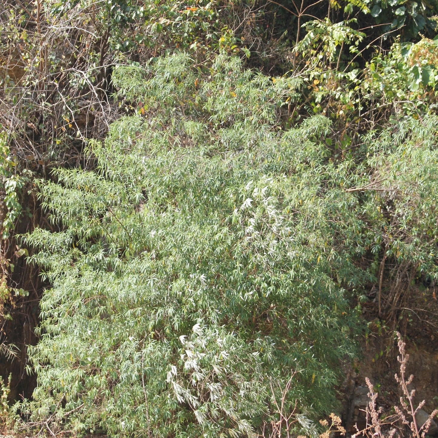 Bhutan Cypress Tree Seedling - Hardy Evergreen Conifer | Akplants