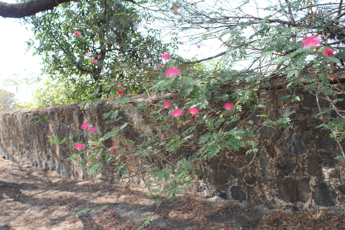 Mimosa Persian Silk Tree (Albizia julibrissin) - Exotic Flowering Tree | Akplants