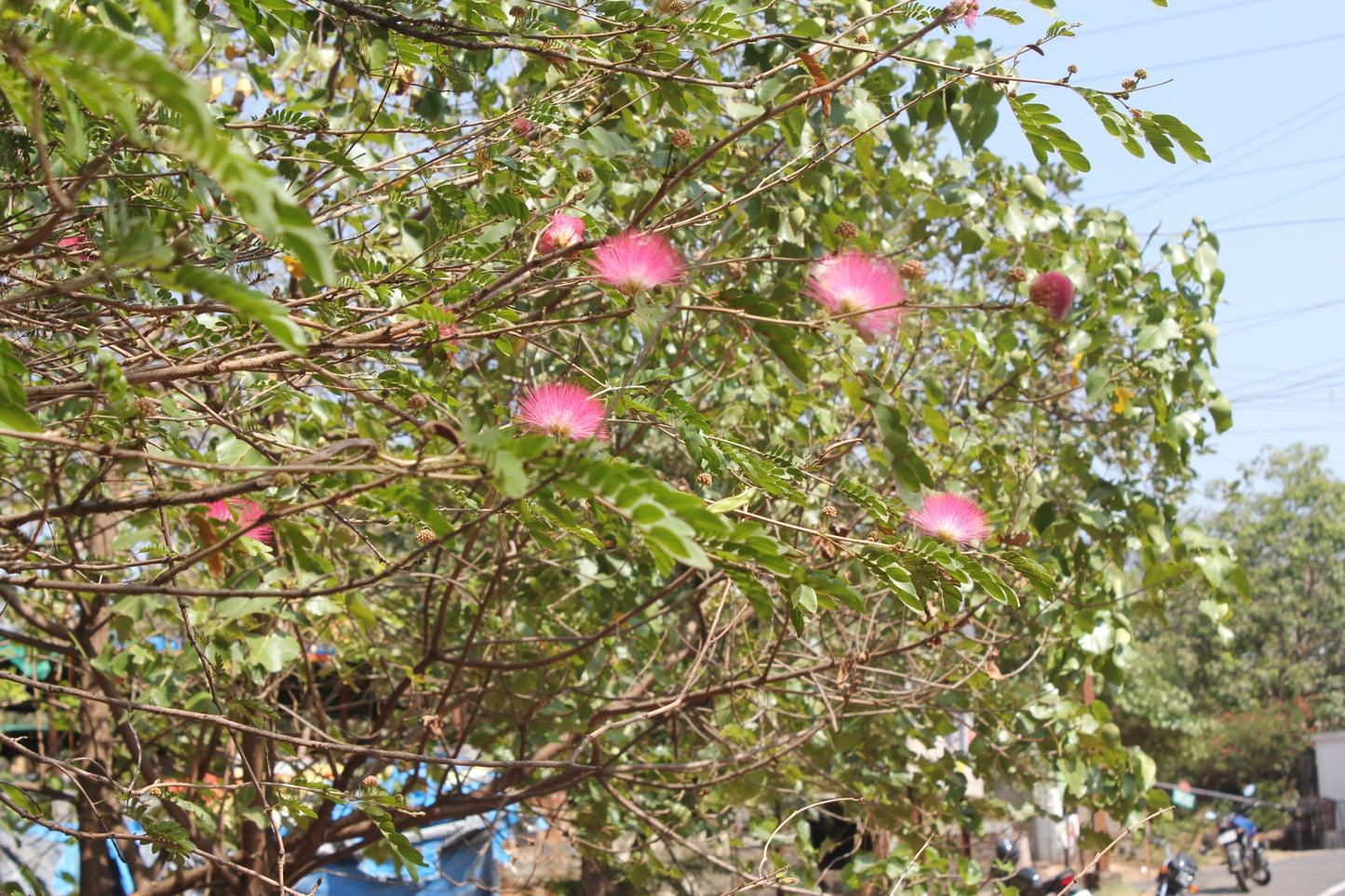 Mimosa Persian Silk Tree (Albizia julibrissin) - Exotic Flowering Tree | Akplants