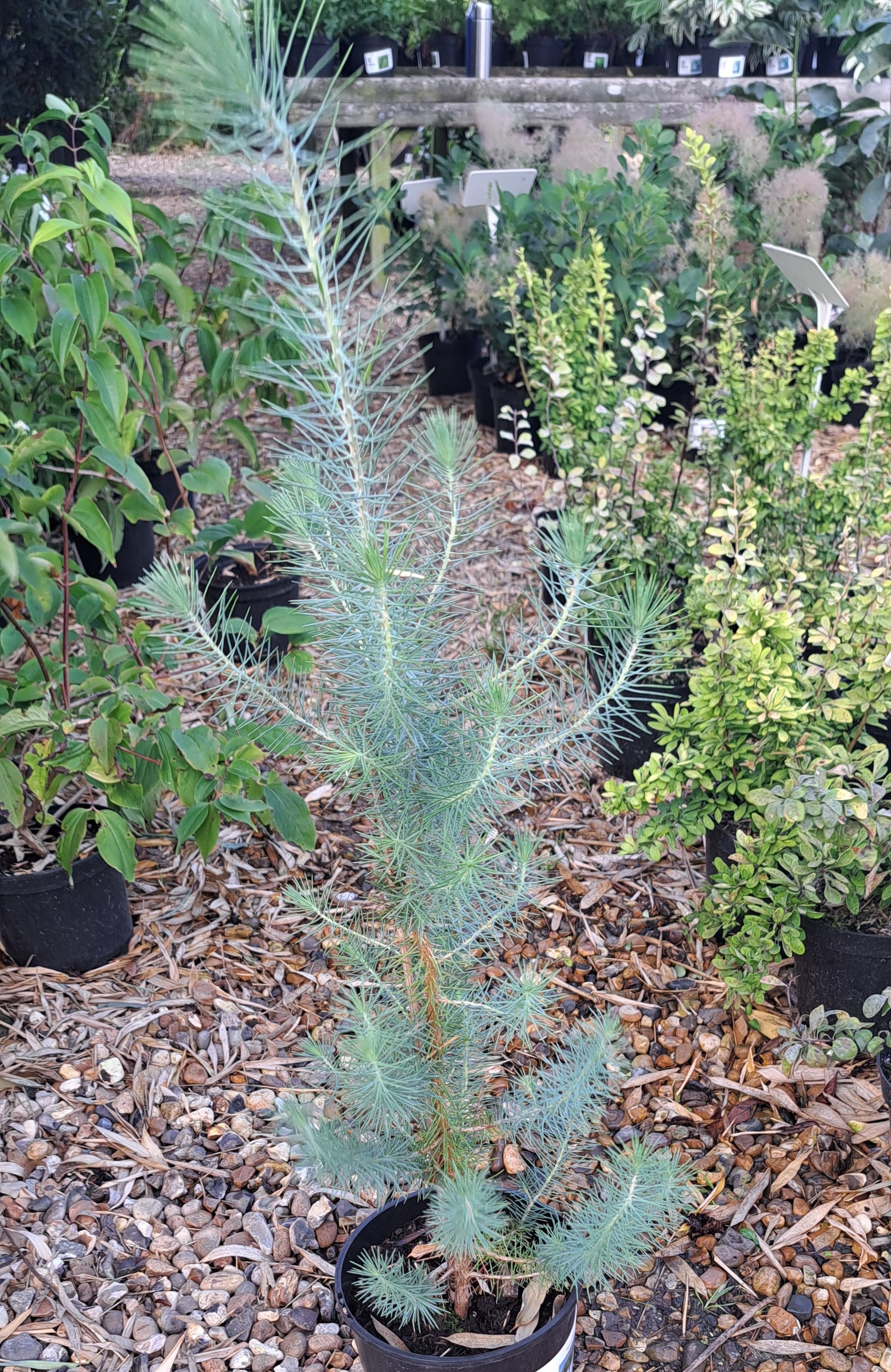 Young Italian Stone Pine Tree