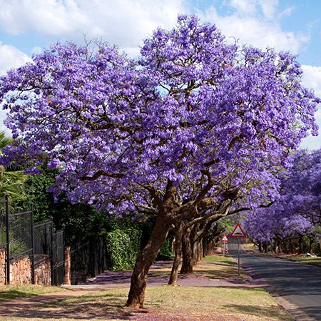 Jacaranda