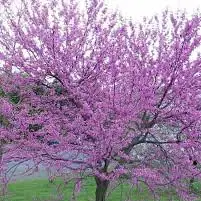 Judas Tree with pink blossoms in a park setting