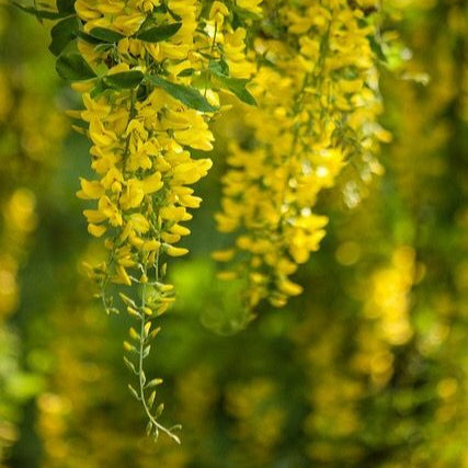 Laburnum