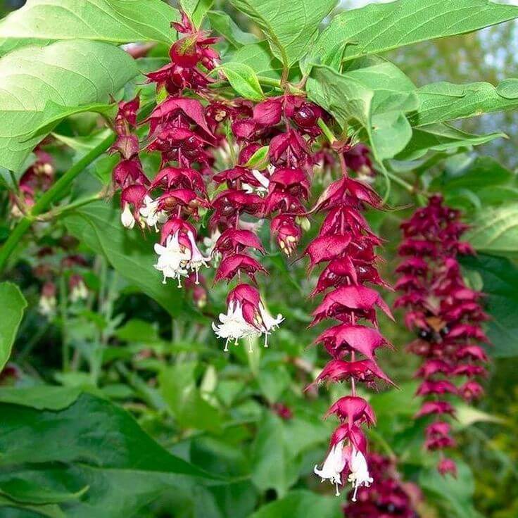 Himalayan Honeysuckle (Leycesteria formosa)