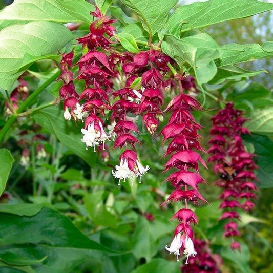 Himalayan Honeysuckle (Leycesteria formosa)