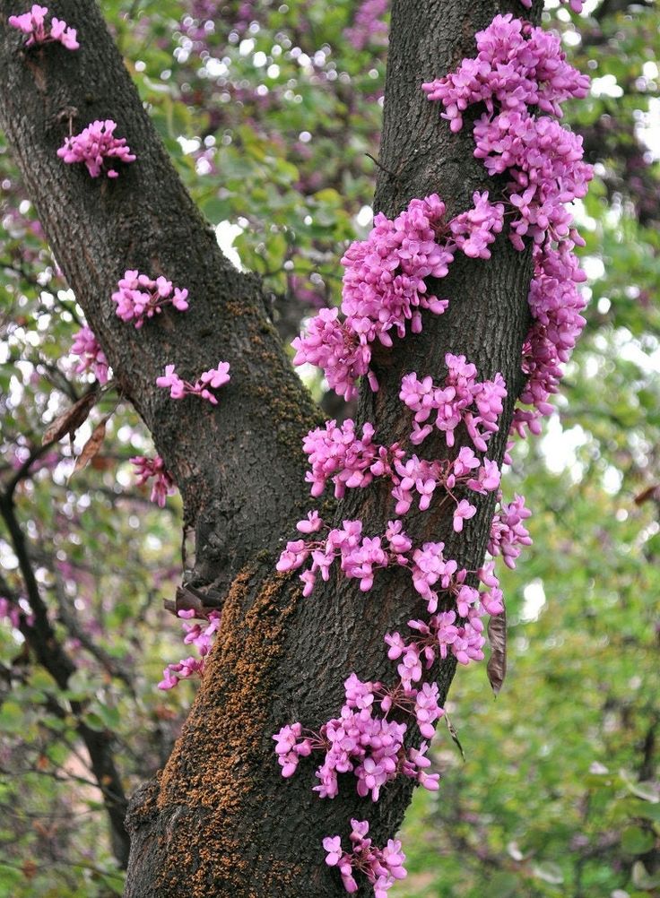 Eastern Redbud Akplants
