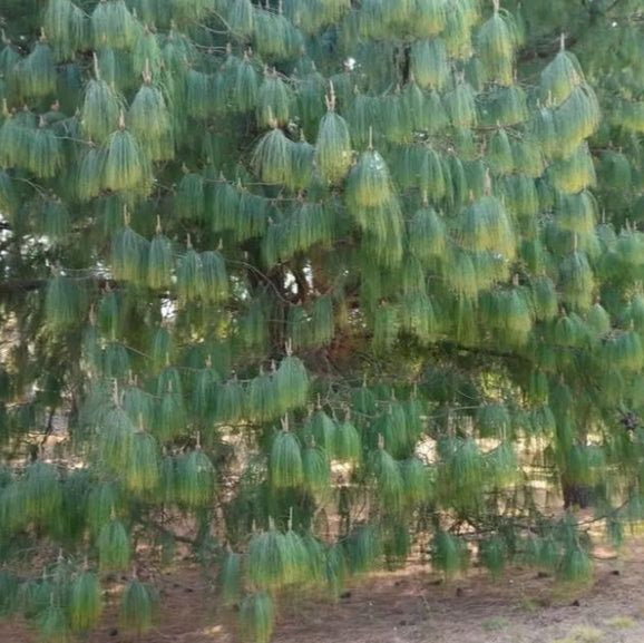 Mexican Weeping Pine
