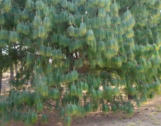 Mexican Weeping Pine