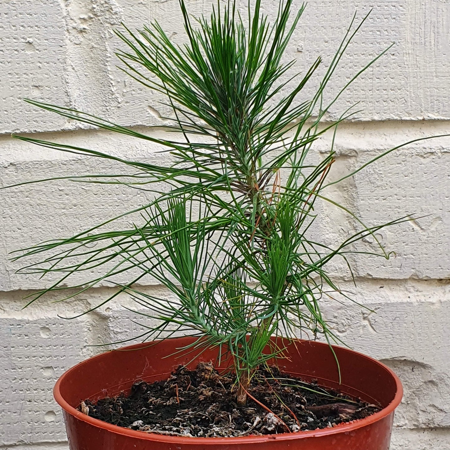 Young potted Pinus Patula with green needles against a textured white wall
