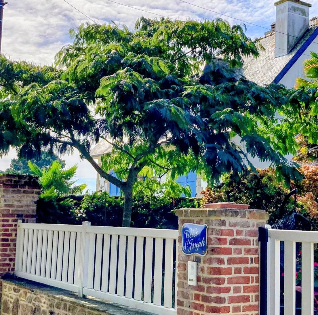 Mimosa Tree in front of a house .