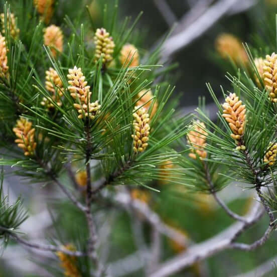 Monterey Pine