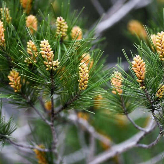 Monterey Pine