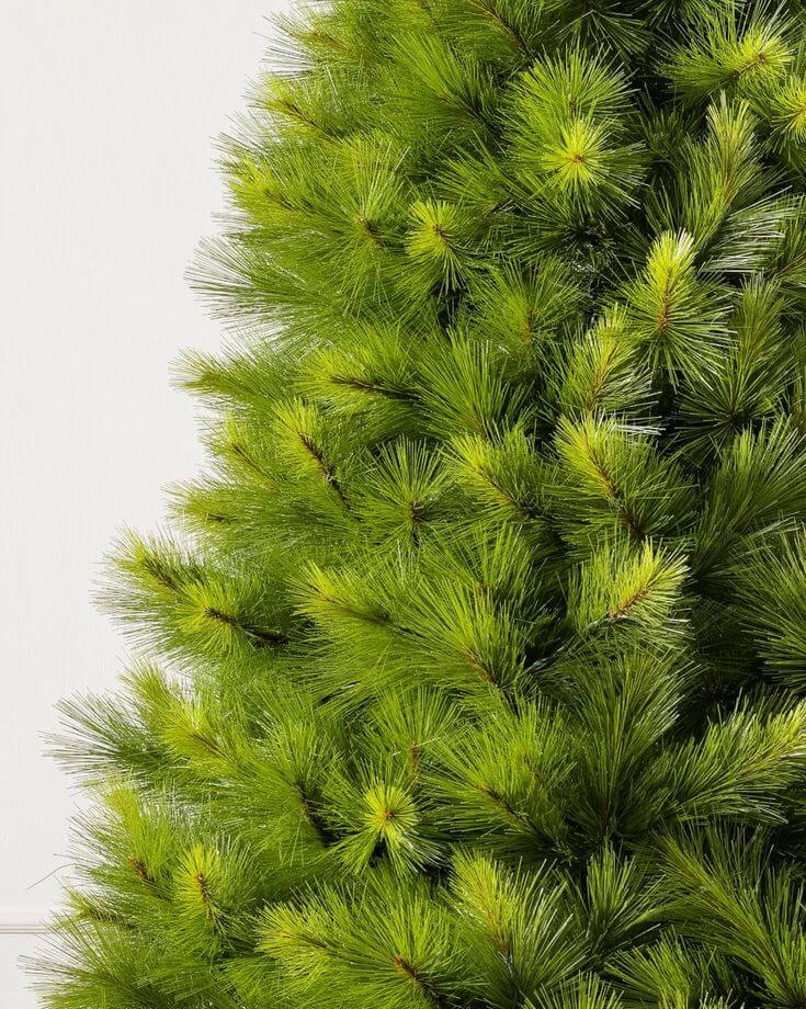 Close-up of a  Monterey Pine