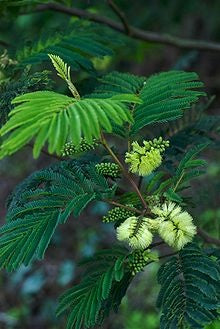 Albizzia Lophantha