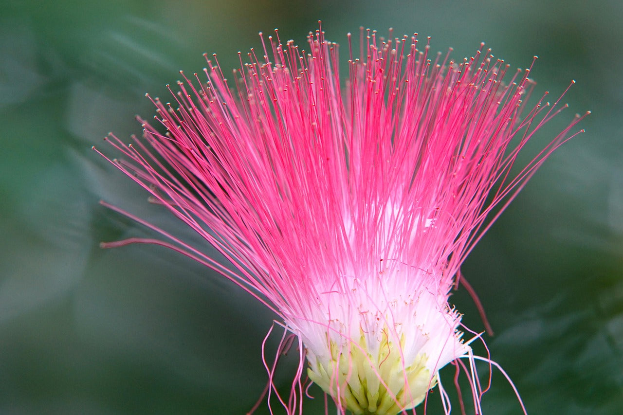 Close-up of a Mimosa pink flower 