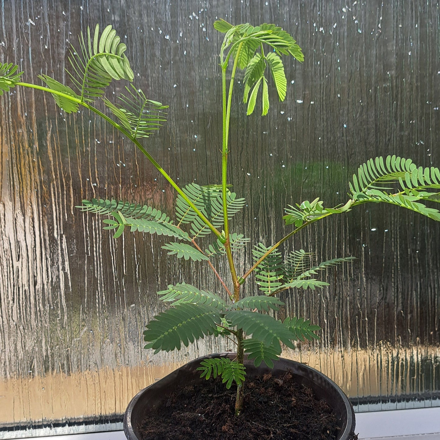 Young potted Persian Silk 