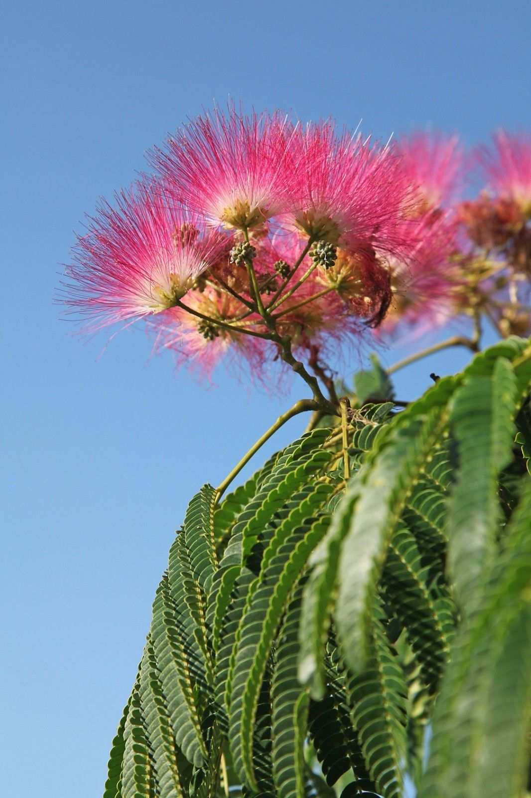 Pink flower cluster with green leaves against a clear blue sky