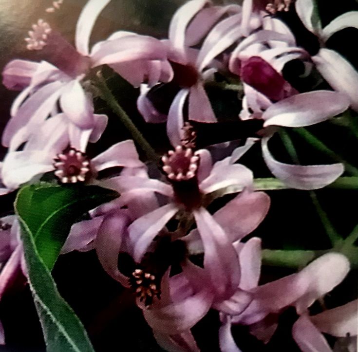 Persian Lilac (Melia Azedarach)