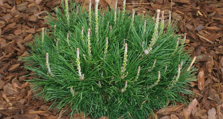 Dwarf Mountain Pine