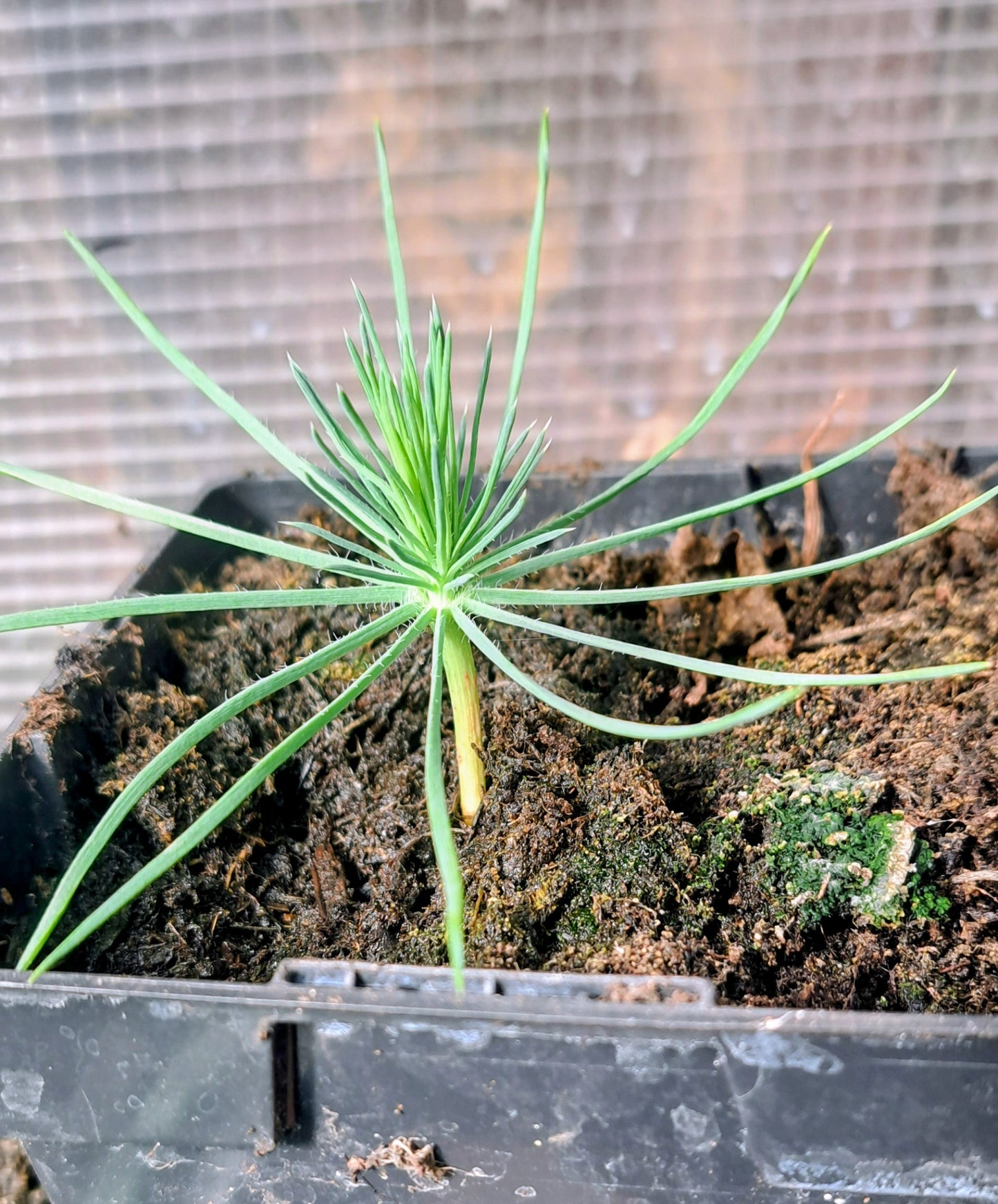 A young Pinus Pinea 