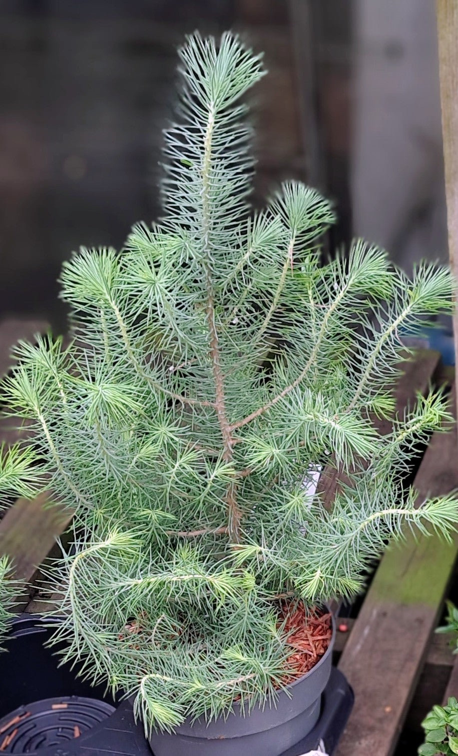 A 2 year old Pinus Pinea