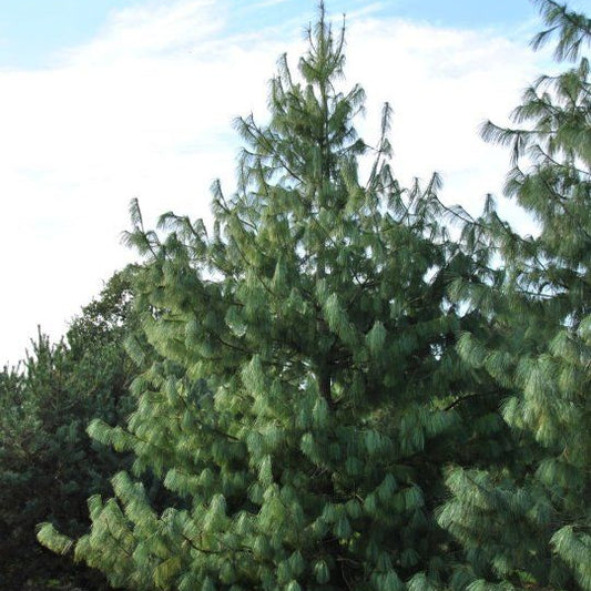 Bhutan Pine
