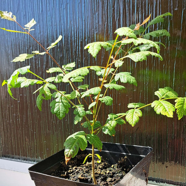 A young Pride of India sapling
