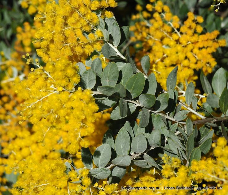 Queensland Silver Wattle