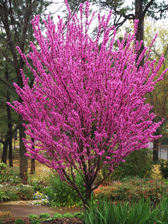 Eastern Redbud Akplants