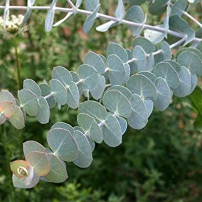 Silver Leaved Mountain Gum Eucalyptus pulverulenta