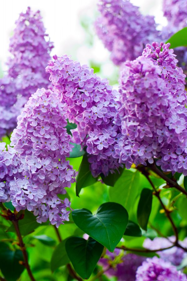 Lilac