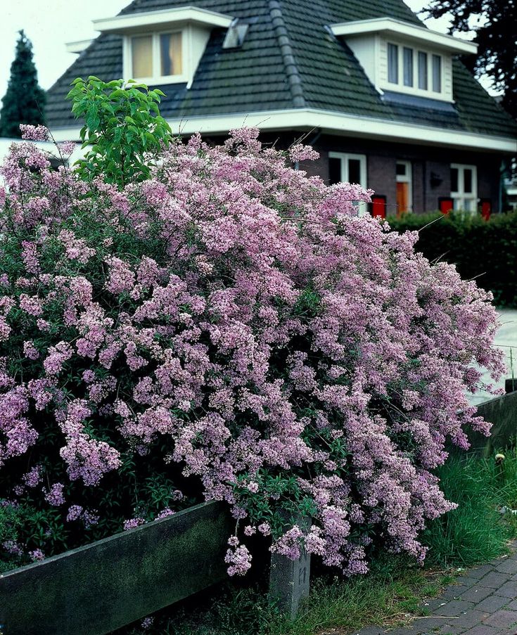 Persian Lilac (Melia Azedarach)