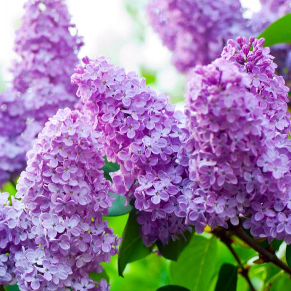 Close-up of purple lilac flowers