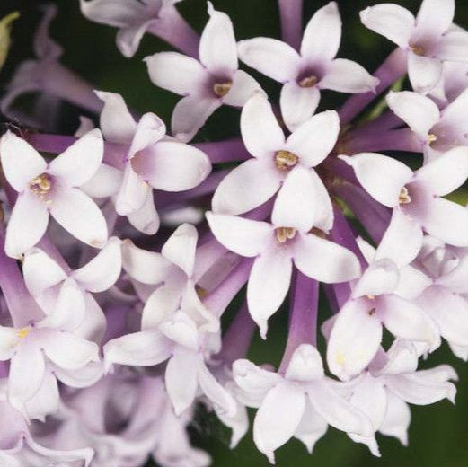 Close-up of Persian Lilac purple and white flowers.