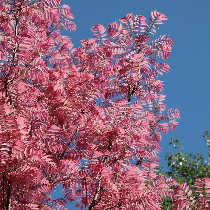 Toona Sinensis (Chinese Mahogany)