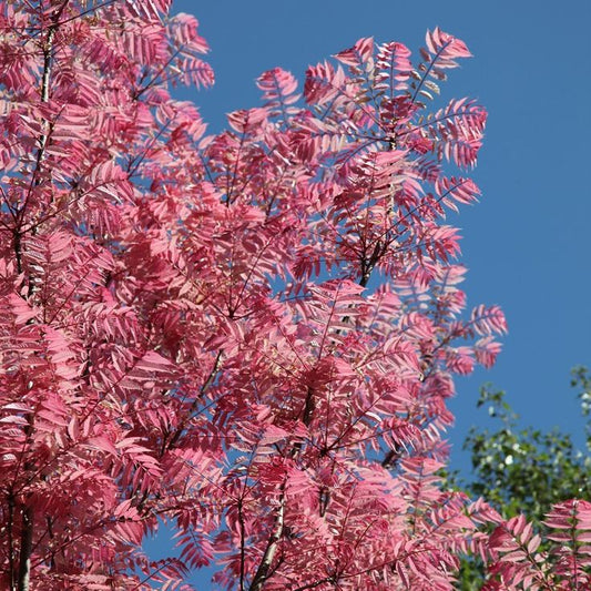 Toona Sinensis (Chinese Mahogany)