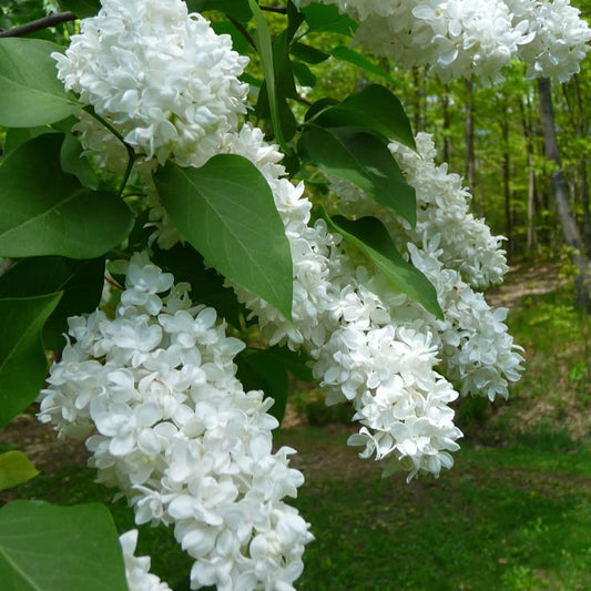 White Lilac (Syringa Vulgaris) - Fragrant Flowering Shrub