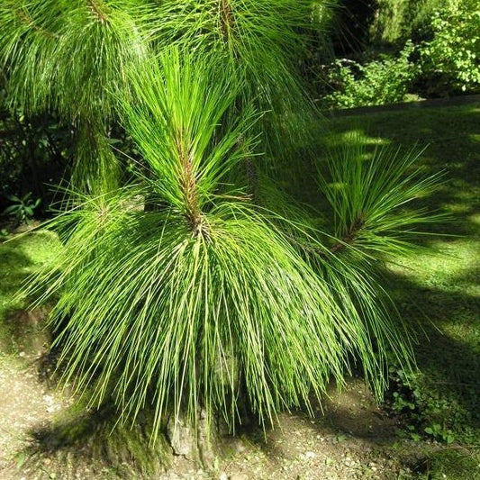 Yunnan Pine (Pinus yunnanensis) | Hardy Conifer Seedling | Akplants