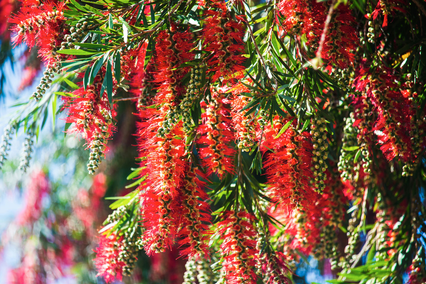 Bottlebrush Citrinus