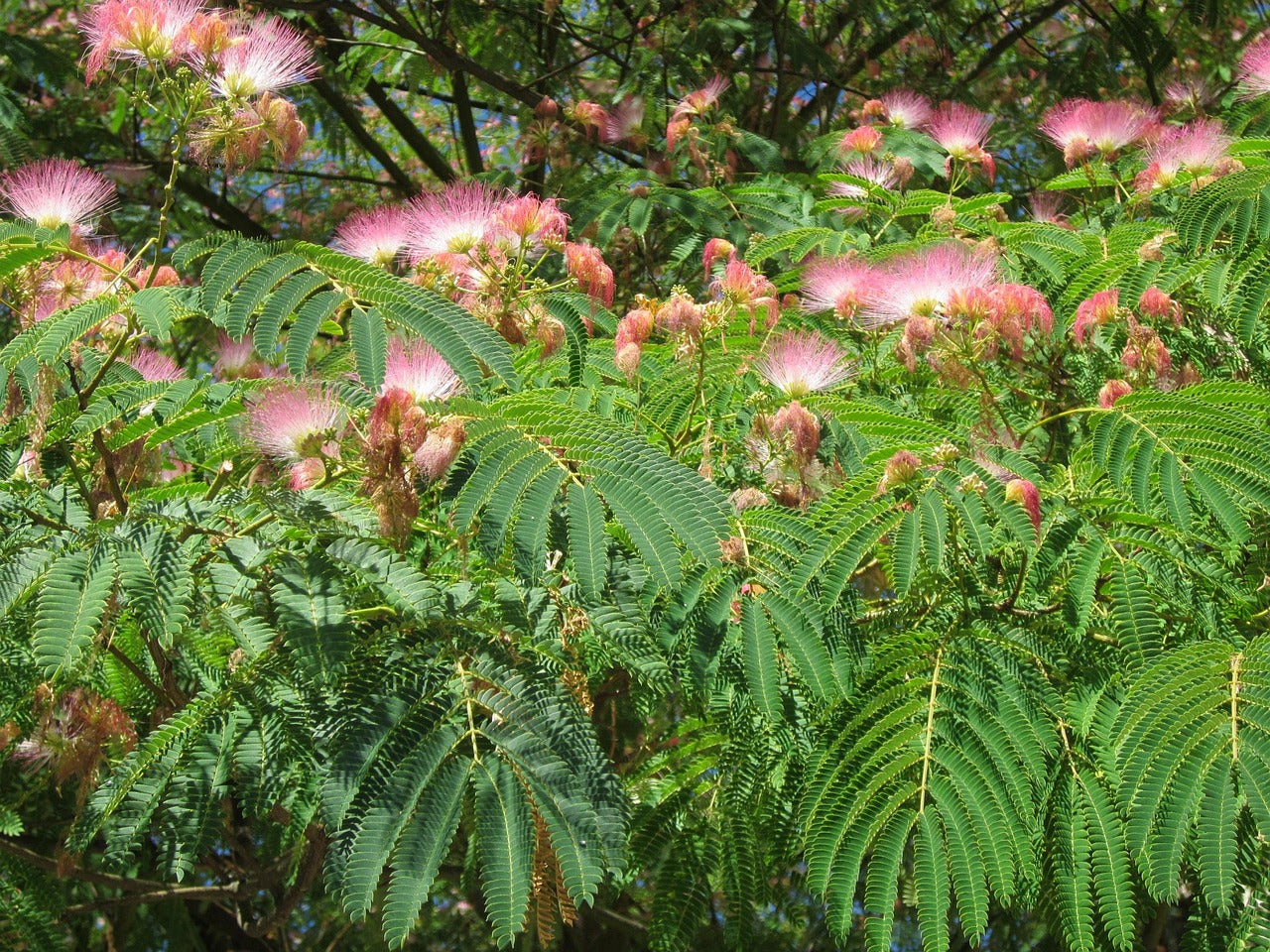 Mimosa Persian Silk Tree (Albizia julibrissin) - Exotic Flowering Tree | Akplants
